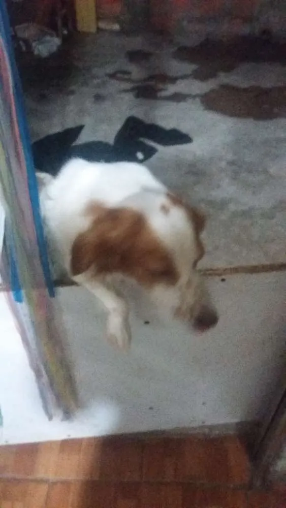 Cachorro ra a Mestiça  idade 2 anos nome Pandora