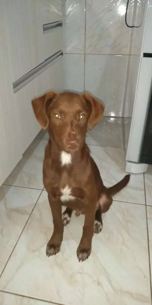 Cachorro ra a srd idade 2 a 6 meses nome Uriel