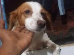 Cachorro raça Mestiça  idade 2 anos nome Pandora