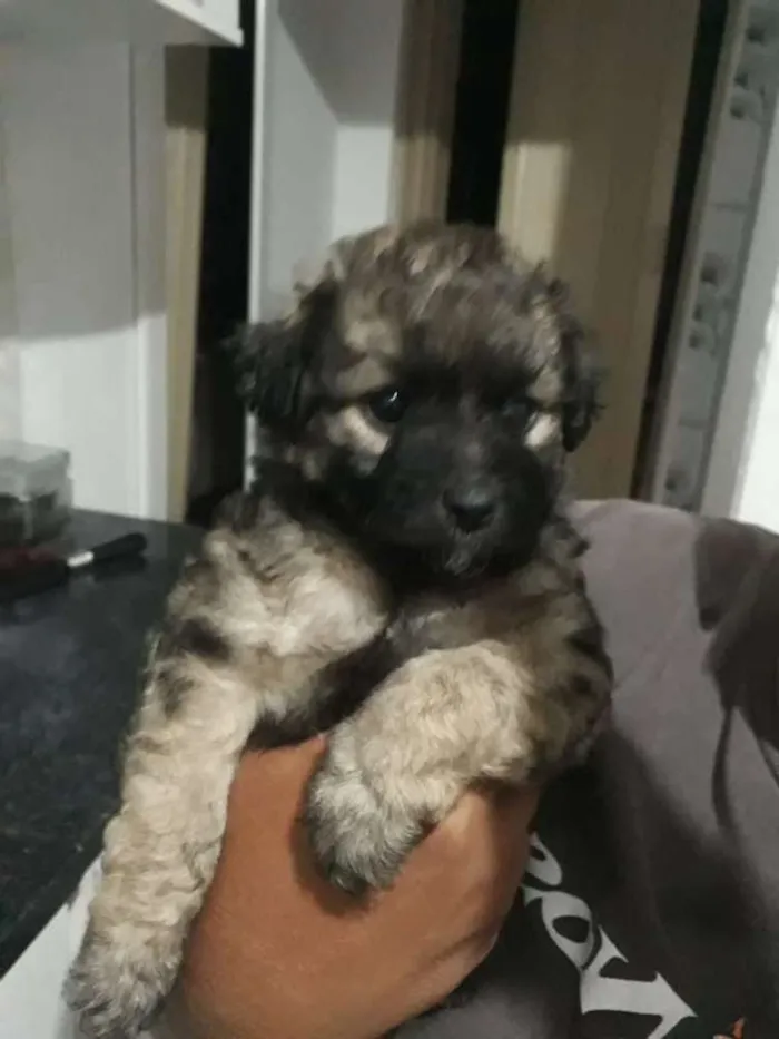 Cachorro ra a SDR idade Abaixo de 2 meses nome Sem nome