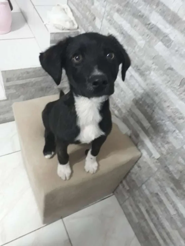Cachorro ra a SDR idade 2 a 6 meses nome Sem nome