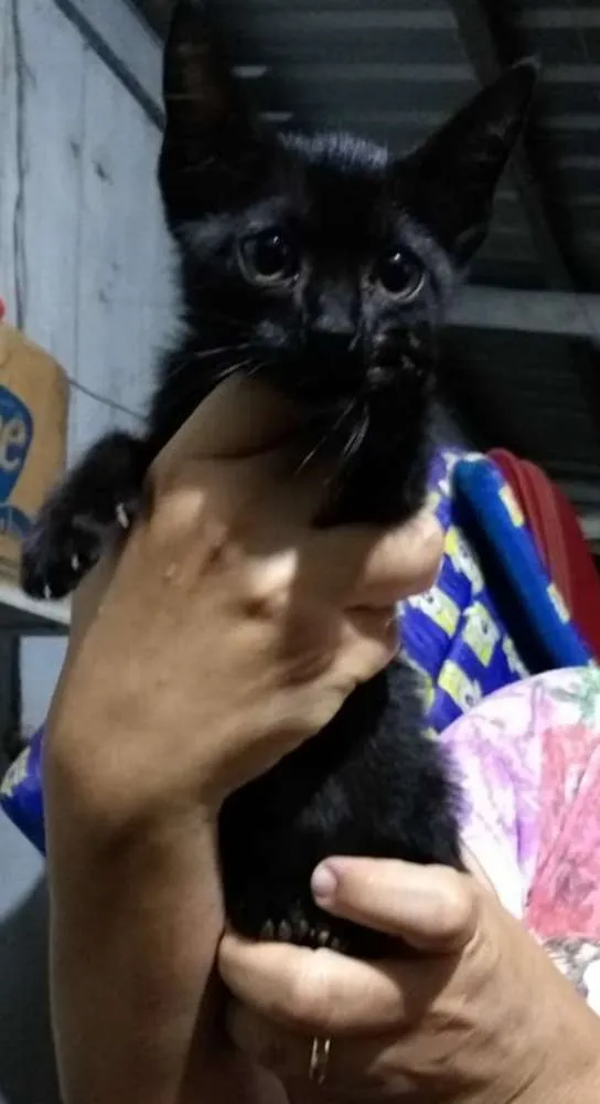 Gato ra a Indefinida idade 2 a 6 meses nome Sem nome