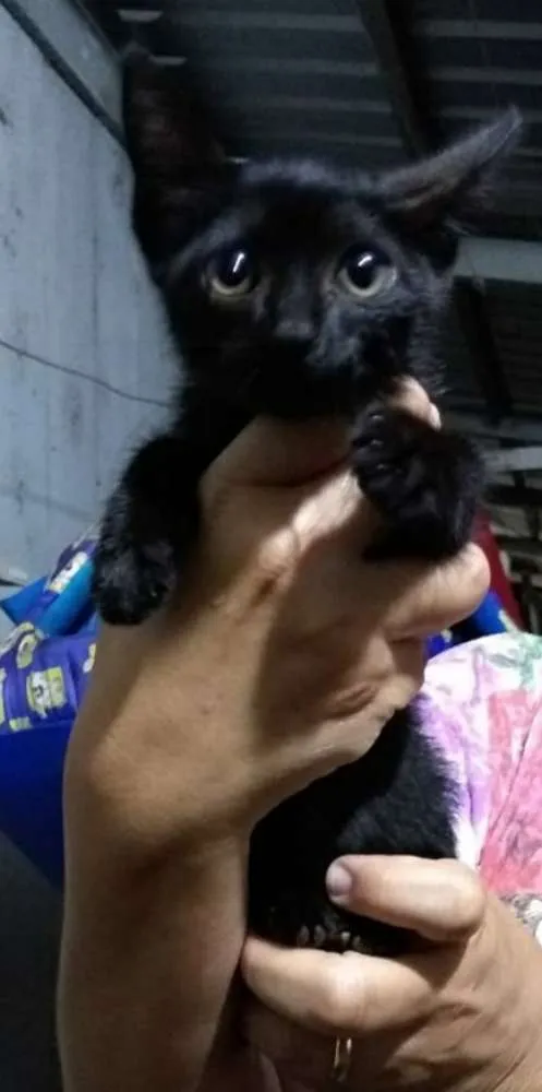 Gato ra a Indefinida idade 2 a 6 meses nome Sem nome