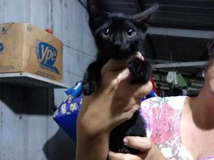 Gato ra a Indefinida idade 2 a 6 meses nome Sem nome