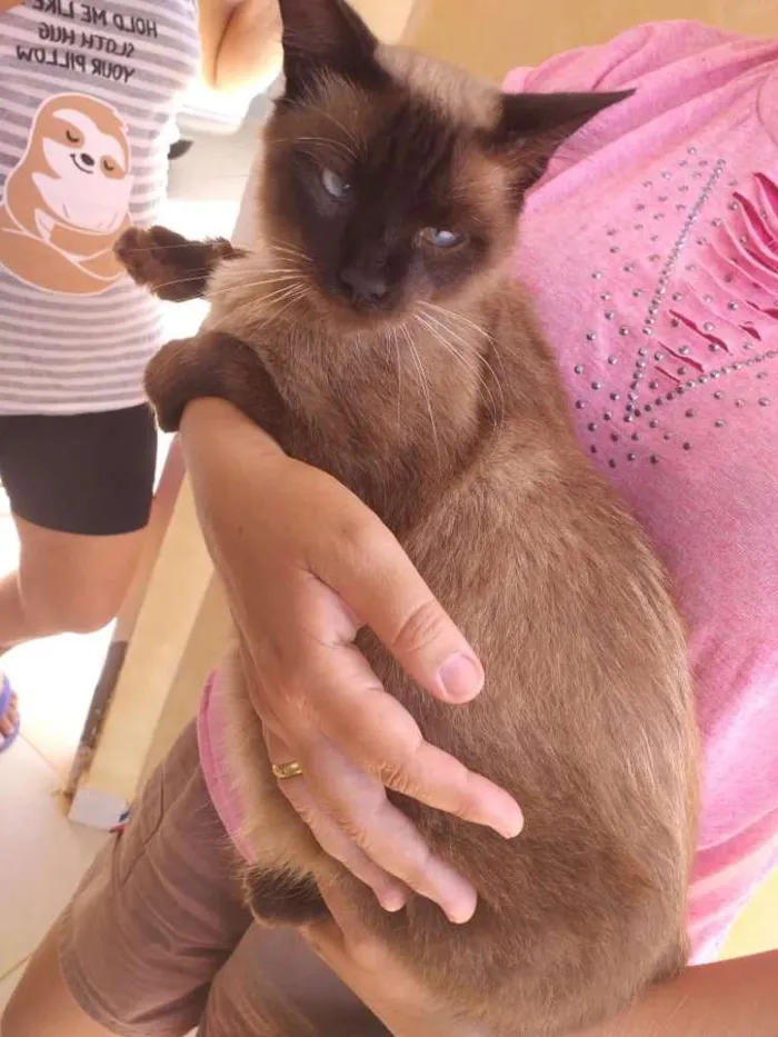 Gato ra a Indefinida idade 1 ano nome Sem nome