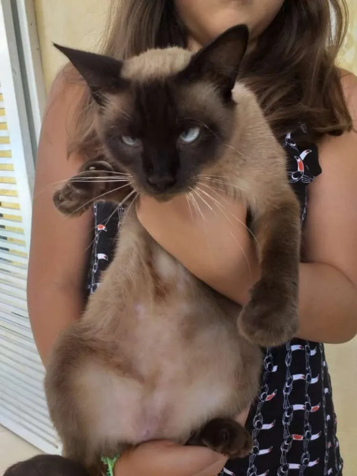 Gato ra a Indefinida idade 1 ano nome Sem nome