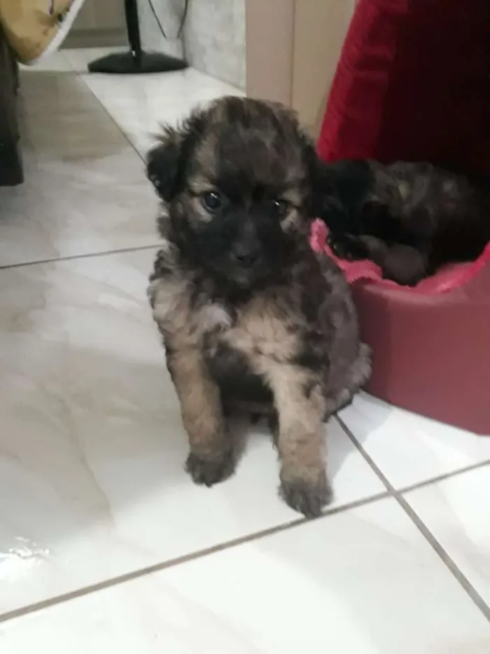 Cachorro ra a SDR idade Abaixo de 2 meses nome Sem nome