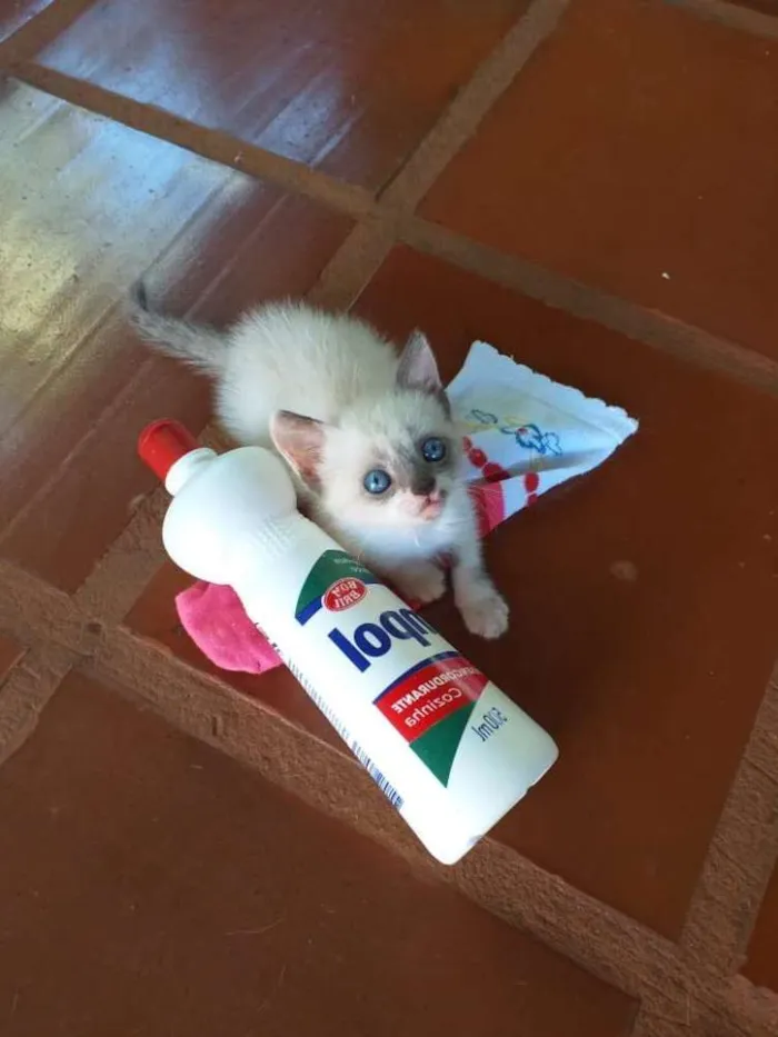 Gato ra a Indefinida idade 2 a 6 meses nome Sem nome