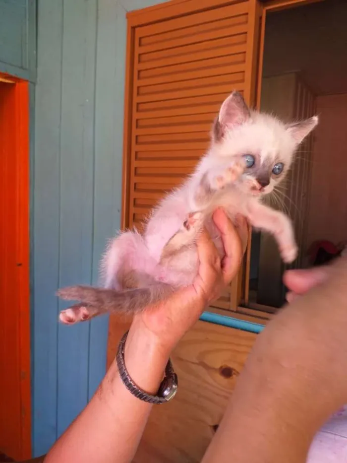 Gato ra a Indefinida idade 2 a 6 meses nome Sem nome
