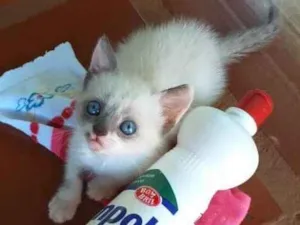 Gato raça Indefinida idade 2 a 6 meses nome Sem nome