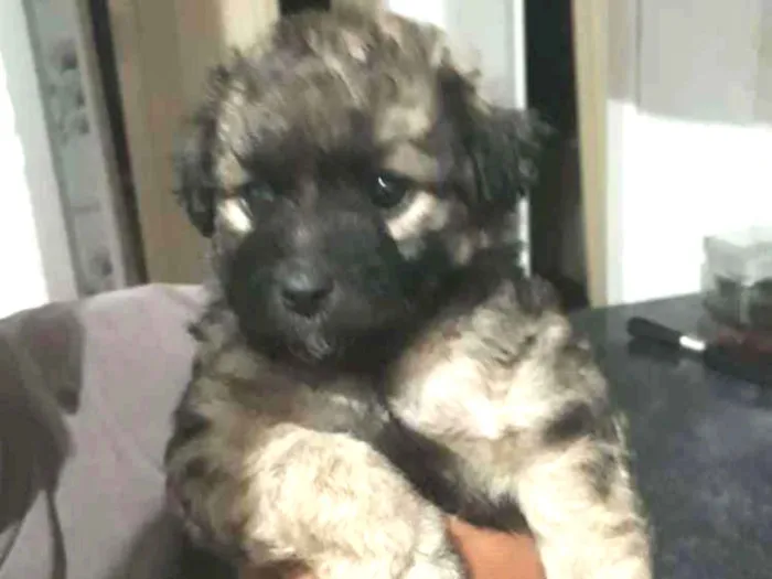Cachorro ra a SDR idade Abaixo de 2 meses nome Sem nome