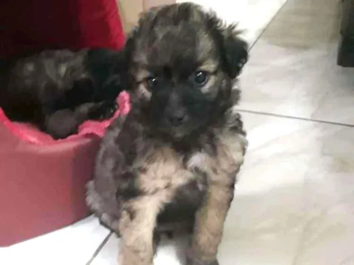 Cachorro ra a SDR idade Abaixo de 2 meses nome Sem nome
