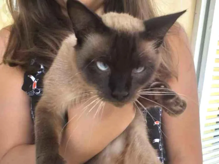 Gato ra a Indefinida idade 1 ano nome Sem nome