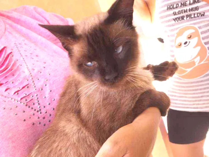Gato ra a Indefinida idade 1 ano nome Sem nome
