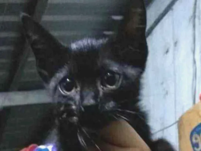 Gato ra a Indefinida idade 2 a 6 meses nome Sem nome