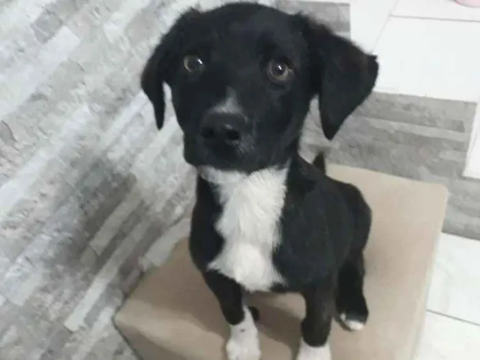 Cachorro ra a SDR idade 2 a 6 meses nome Sem nome