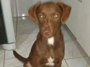 Cachorro raça srd idade 2 a 6 meses nome Uriel