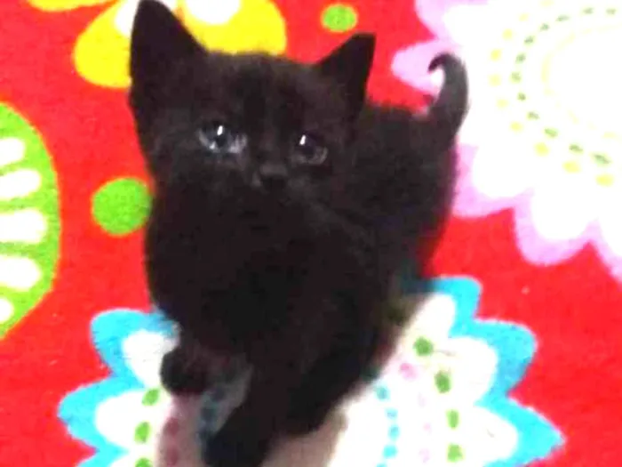 Gato ra a Sem raça idade 2 a 6 meses nome Sem nome