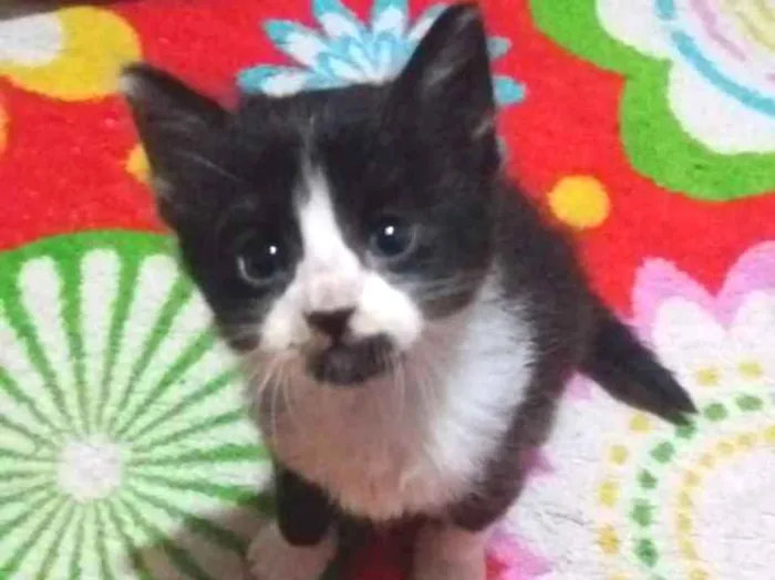 Gato ra a Sem raça idade 2 a 6 meses nome Sem nome