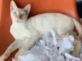 MARSHMALLOW