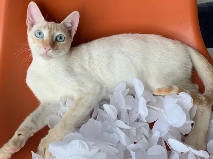 Gato ra a SRD idade 2 a 6 meses nome MARSHMALLOW