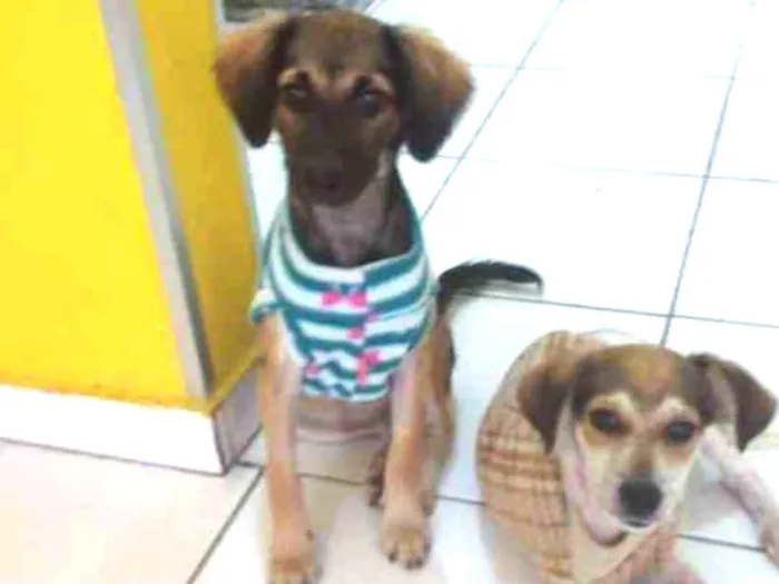 Cachorro ra a Srd idade 2 a 6 meses nome Aninha