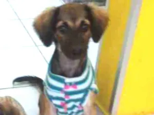 Cachorro raça Srd idade 2 a 6 meses nome Aninha