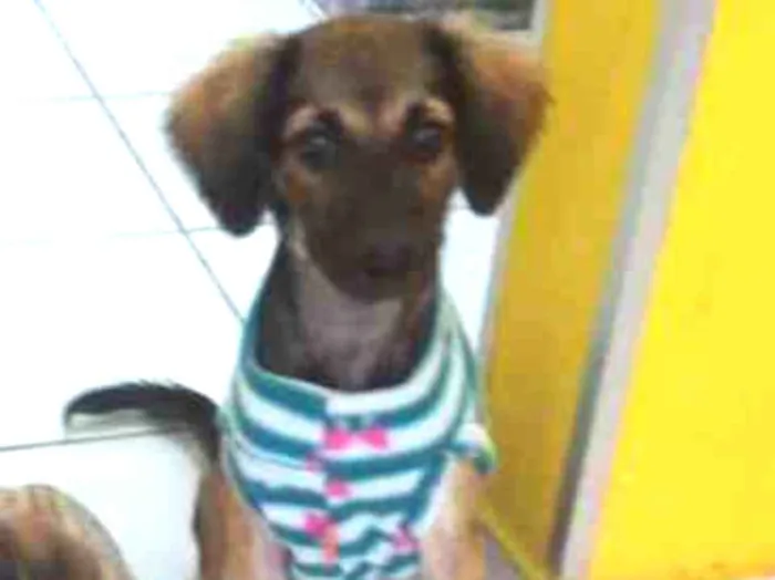 Cachorro ra a Srd idade 2 a 6 meses nome Aninha