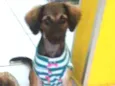 Aninha