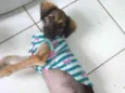 Aninha