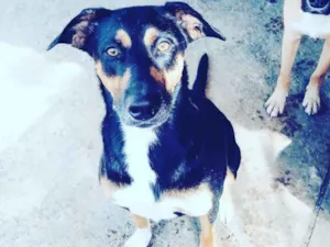 Cachorro raça SRD idade 2 anos nome Princesa 