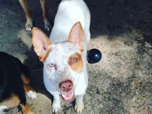 Cachorro raça Red heeler idade 1 ano nome Branca