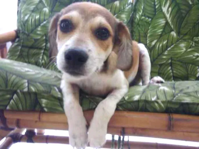 Cachorro ra a Srd idade 2 a 6 meses nome Jean
