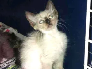 Gato raça Siamês idade 2 a 6 meses nome Maia
