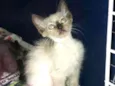 Maia