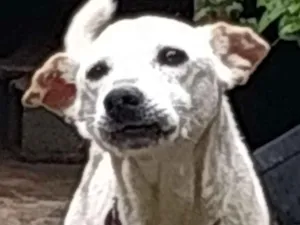 Cachorro raça Srd idade 6 ou mais anos nome Scoot