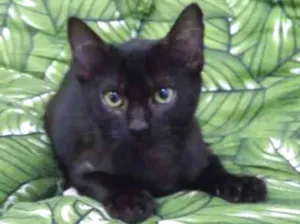 Gato raça Srd idade 2 a 6 meses nome Pantera