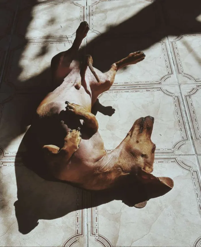 Cachorro ra a Dachshund idade 4 anos nome Domínick