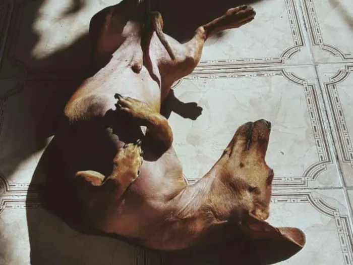 Cachorro ra a Dachshund idade 4 anos nome Domínick