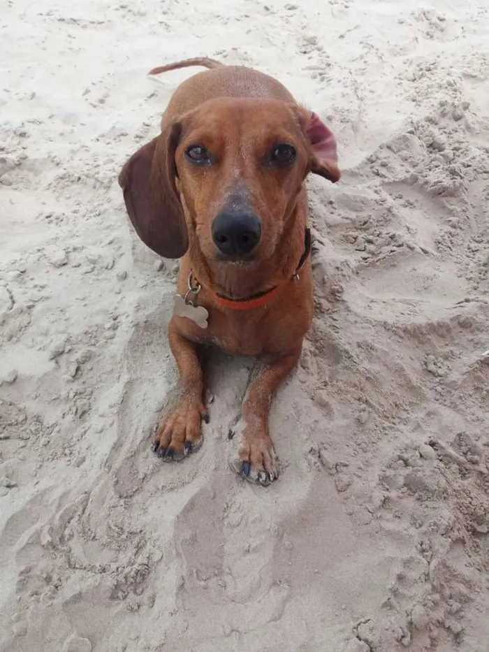 Cachorro ra a Dachshund idade 4 anos nome Domínick