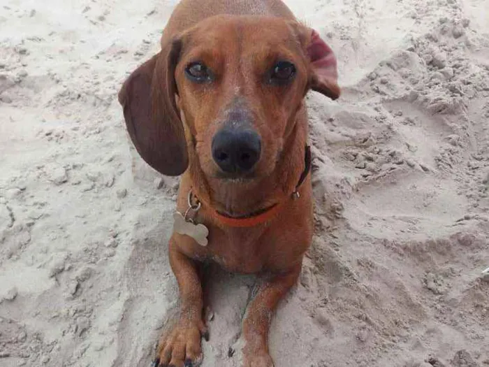 Cachorro ra a Dachshund idade 4 anos nome Domínick