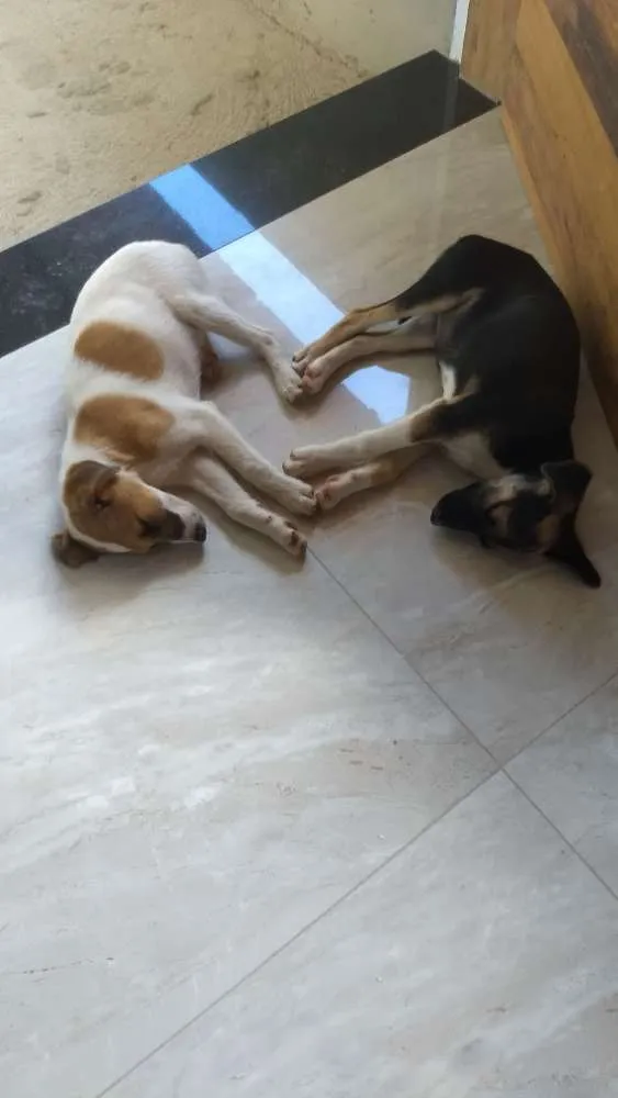 Cachorro ra a SRD idade 2 a 6 meses nome Filhotes