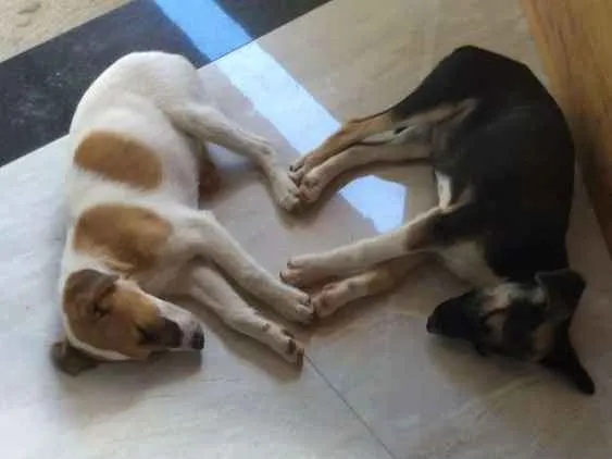 Cachorro ra a SRD idade 2 a 6 meses nome Filhotes