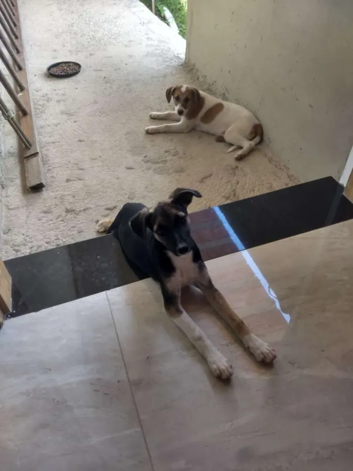 Cachorro ra a SRD idade 2 a 6 meses nome Filhotes