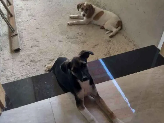 Cachorro ra a SRD idade 2 a 6 meses nome Filhotes
