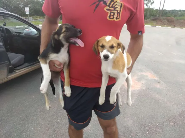 Cachorro ra a SRD idade 2 a 6 meses nome Filhotes