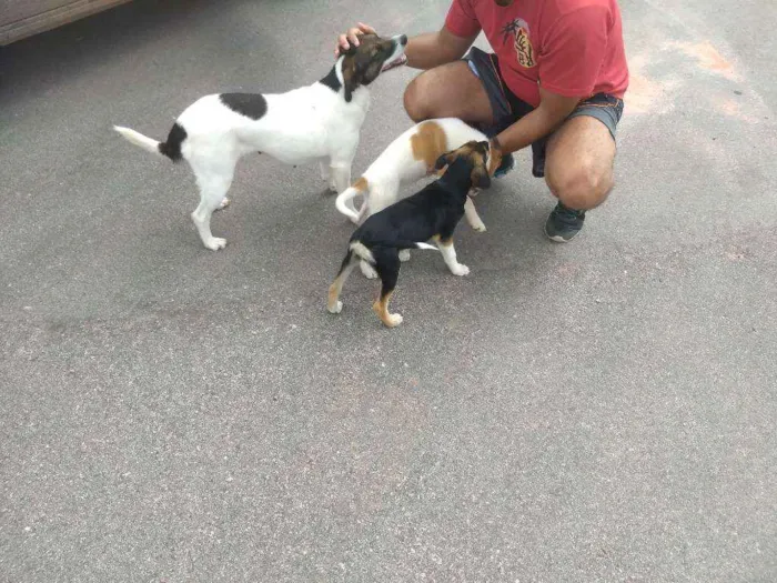 Cachorro ra a SRD idade 2 a 6 meses nome Filhotes