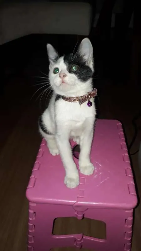 Gato ra a SRD idade 2 a 6 meses nome Meg