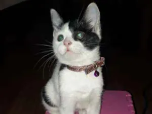 Gato raça SRD idade 2 a 6 meses nome Meg