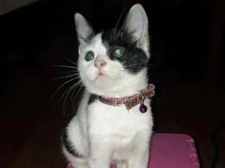 Gato ra a SRD idade 2 a 6 meses nome Meg